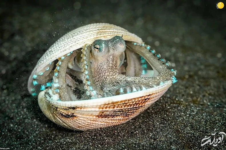 تصاویر تحسین شده مسابقه عکاسی حیات وحش ۲۰۲۲